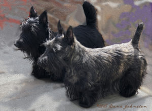 Two Scottish Terrier show puppies came to Kingsdale Scottish Terriers in 2018