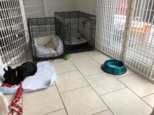 Scottish Terrier puppy getting used to her crate