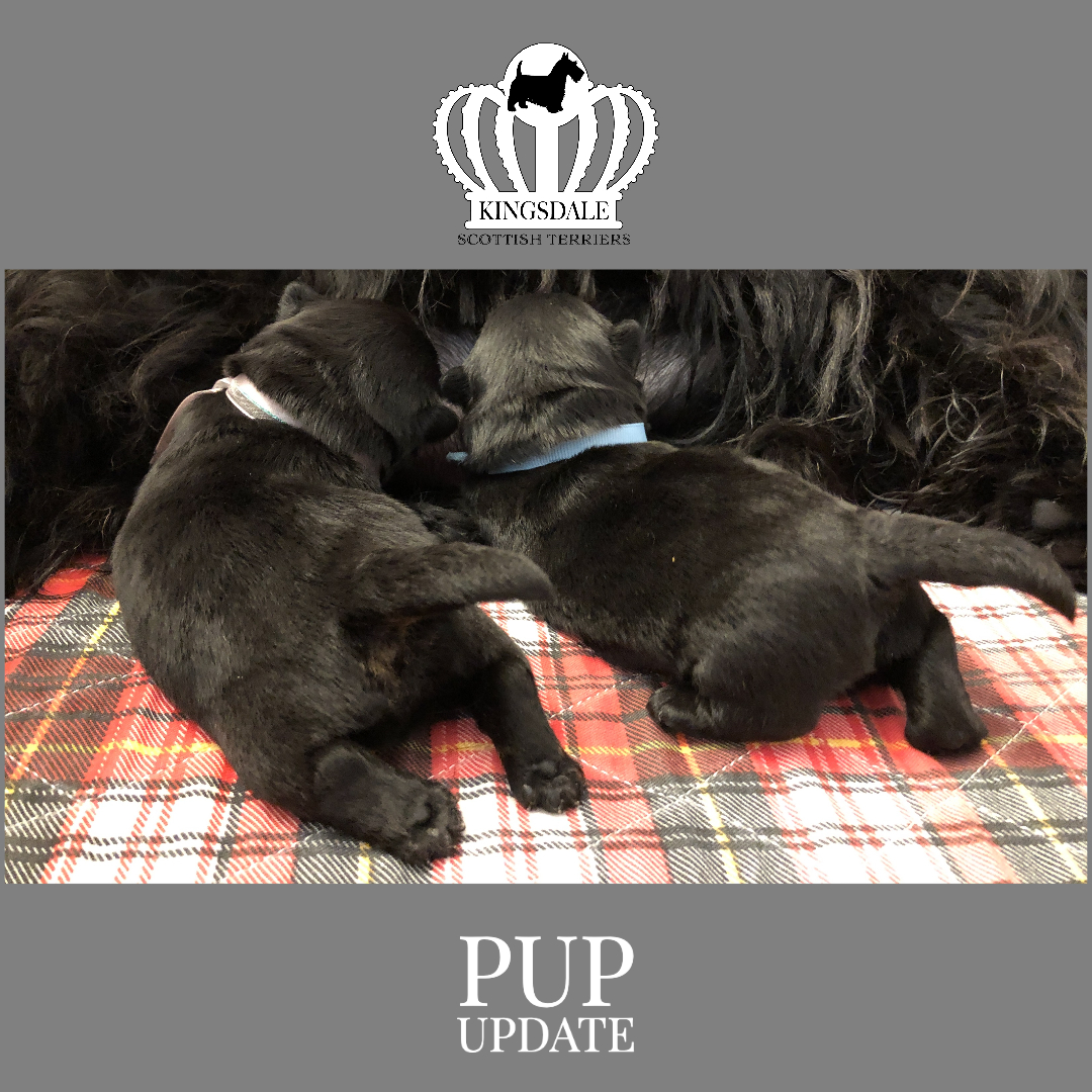Two 7 day old Kingsdale Scottish Terrier puppies nursing