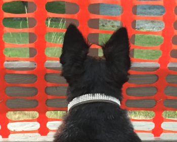 Purebred Scottish Terrier on the lookout