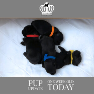4 one week old Scottish Terrier puppies napping at Kingsdale Scottish Terriers