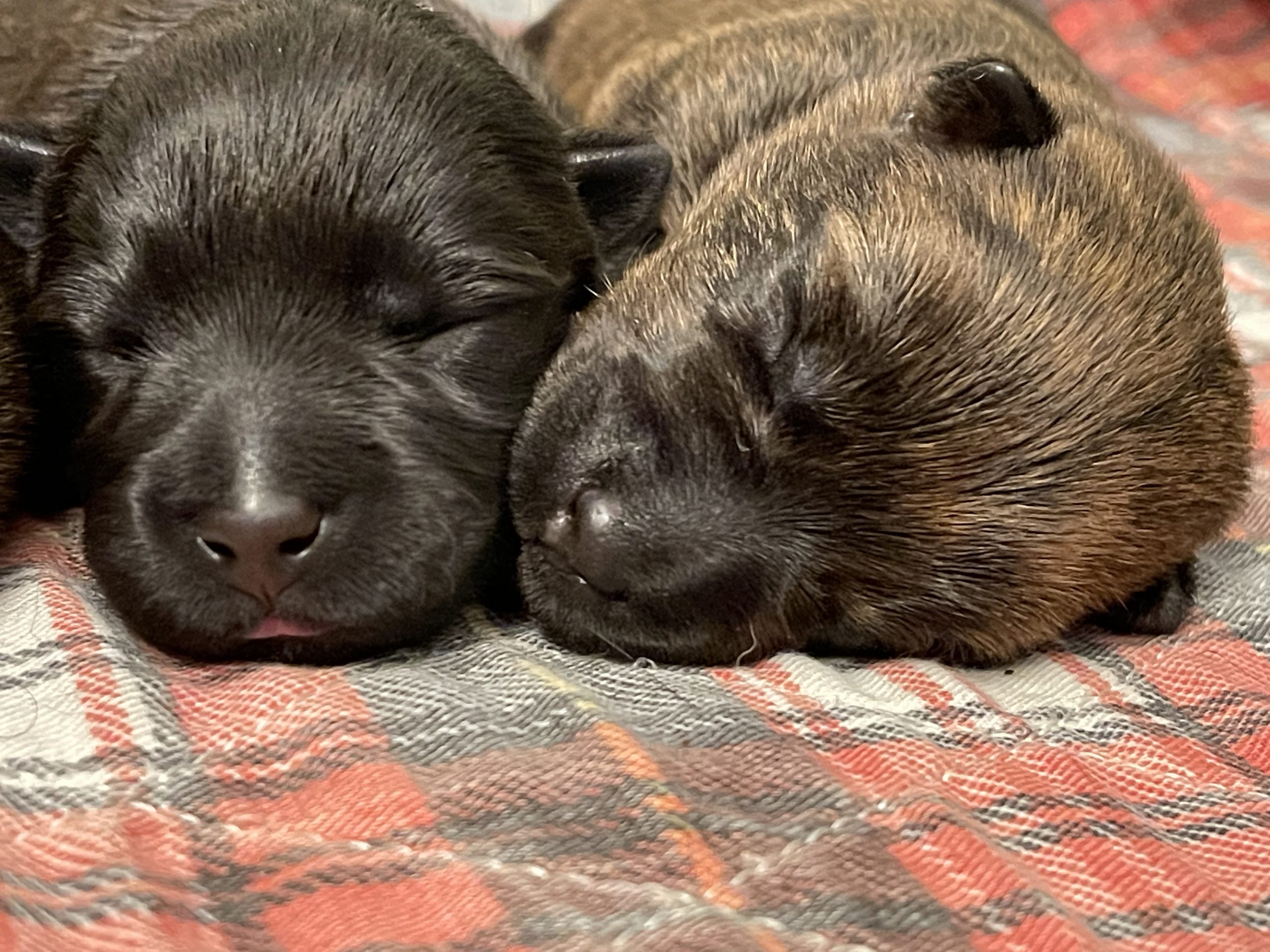 Two and a half weeks old Scottie Puppies