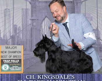 CH Kingsdale I'll Take Manhattan is a new Champion