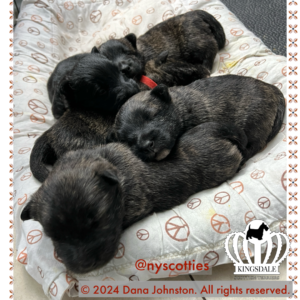 5 Kingsdale Scottish Terrier puppies at 2 weeks old