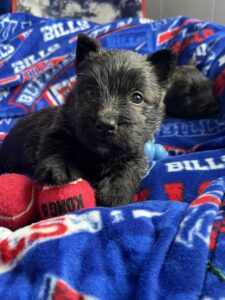 Kingsdale Scottrish Terrier Puppy rooting for Buffalo Bills victory in Division Post season game