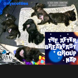 5 Kingsdale Scottish Terrier puppies sprawled out for a np