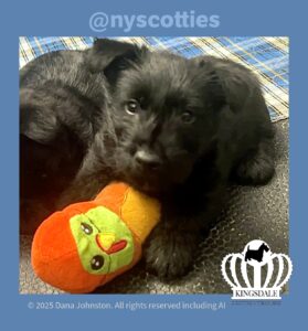 Kingsdale Scottish Terriers 6 week old girl puppy