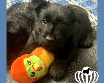 Kingsdale Scottish Terriers 6 week old girl puppy