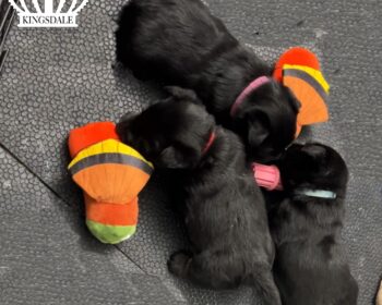 3 Kingsdale Scottish Terriers puppies